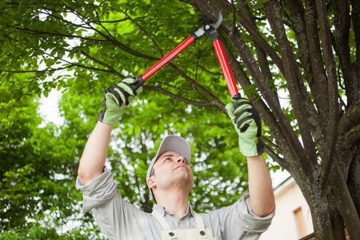 tree maintenance in Beverly Hills, Ca also offers tree care and tree removal services with guarantee of customer satisfaction 
